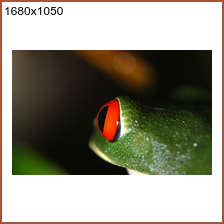 mph_D2C_0957_frog_1680x1050.png