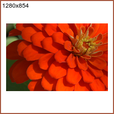 mph_red_flower_1280x854.png