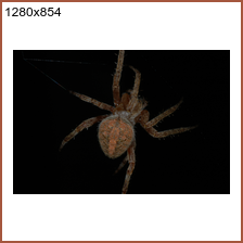 mph_spider_1280x854.png