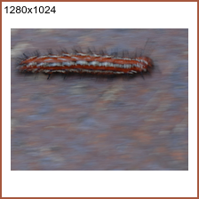 mph_worm01_1280x1024.png